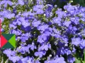 Niebieskie lobelie kwitną obficie, tworząc barwne kobierce. Idealne **lobelia stanowisko** to słoneczne miejsce, gdzie w pełni rozwijają swój urok.