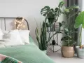 Sypialnia z zieloną pościelą i szkodliwe kwiaty doniczkowe, takie jak monstera i sansewieria, tworzą przytulną atmosferę.