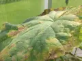 Liść ogórka z plamami i żółtymi przebarwieniami, objawy mączniaka rzekomego.