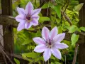Dwa delikatne, różowo-białe kwiaty powojnika na tle drewnianego płotka. Widać pąk i zielone liście. Idealne warunki do clematis uprawa.