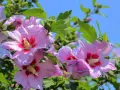 Różowe hibiskusy kwitną w pełnym słońcu. Pszczoły zbierają nektar z kwiatów, a zielone liście tworzą tło dla tego pięknego stanowiska.