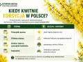 Kiedy kwitnie forsycja w Polsce? Tabela pokazuje terminy kwitnienia od początku marca do kwietnia, zależnie od regionu i warunków.