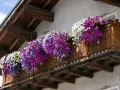 Balkon ozdobiony kaskadami popularnych kwiatów w odcieniach bieli, fioletu i różu.