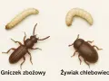 Dwa małe robaczki: gniczek zbożowy i żywiak chlebowiec, obok swoich larw.
