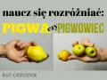 Różnica między pigwą a pigwowcem. Na zdjęciu widać dłoń trzymającą dużą, żółtą pigwę i drugą dłoń z kilkoma małymi, zielonymi owocami pigwowca.