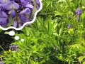 Piękna wisteria kiedy kwitnie, jej fioletowe kwiaty tworzą kaskady na tle zielonych liści.