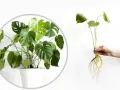 Monstera w doniczce i jej ukorzeniona sadzonka, gotowa do posadzenia. Dowiedz się, jak rozsadzić monsterę.