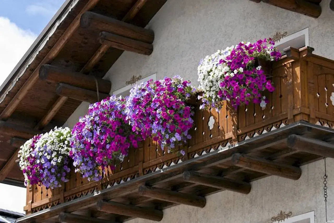 Balkon ozdobiony kaskadami popularnych kwiatów w odcieniach bieli, fioletu i różu.
