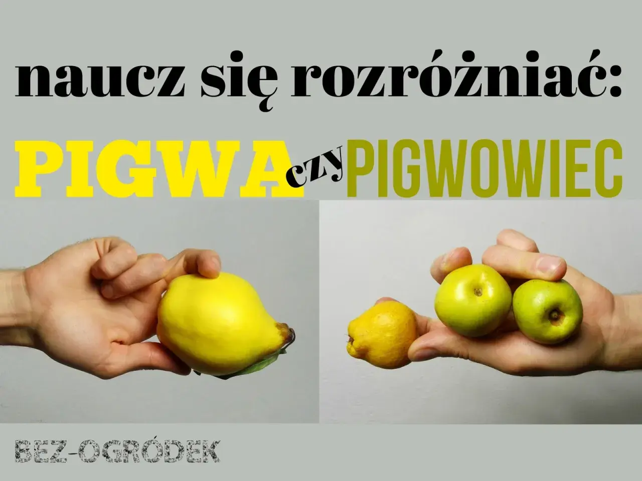 Różnica między pigwą a pigwowcem. Na zdjęciu widać dłoń trzymającą dużą, żółtą pigwę i drugą dłoń z kilkoma małymi, zielonymi owocami pigwowca.