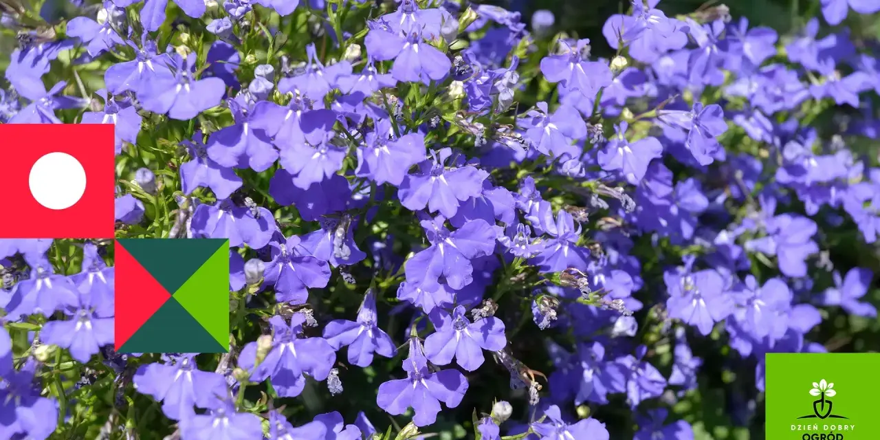 Niebieskie lobelie kwitną obficie, tworząc barwne kobierce. Idealne **lobelia stanowisko** to słoneczne miejsce, gdzie w pełni rozwijają swój urok.