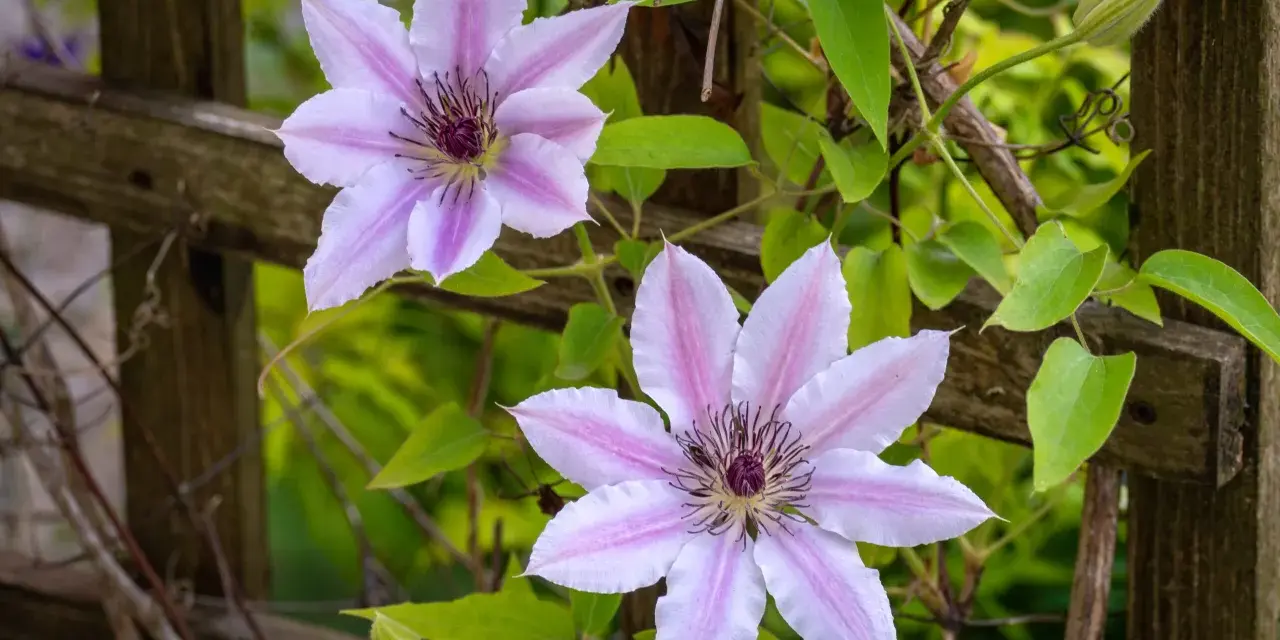 Dwa delikatne, różowo-białe kwiaty powojnika na tle drewnianego płotka. Widać pąk i zielone liście. Idealne warunki do clematis uprawa.