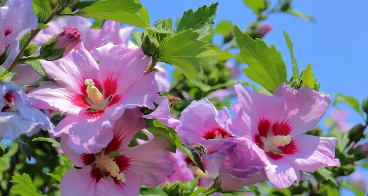 Różowe hibiskusy kwitną w pełnym słońcu. Pszczoły zbierają nektar z kwiatów, a zielone liście tworzą tło dla tego pięknego stanowiska.