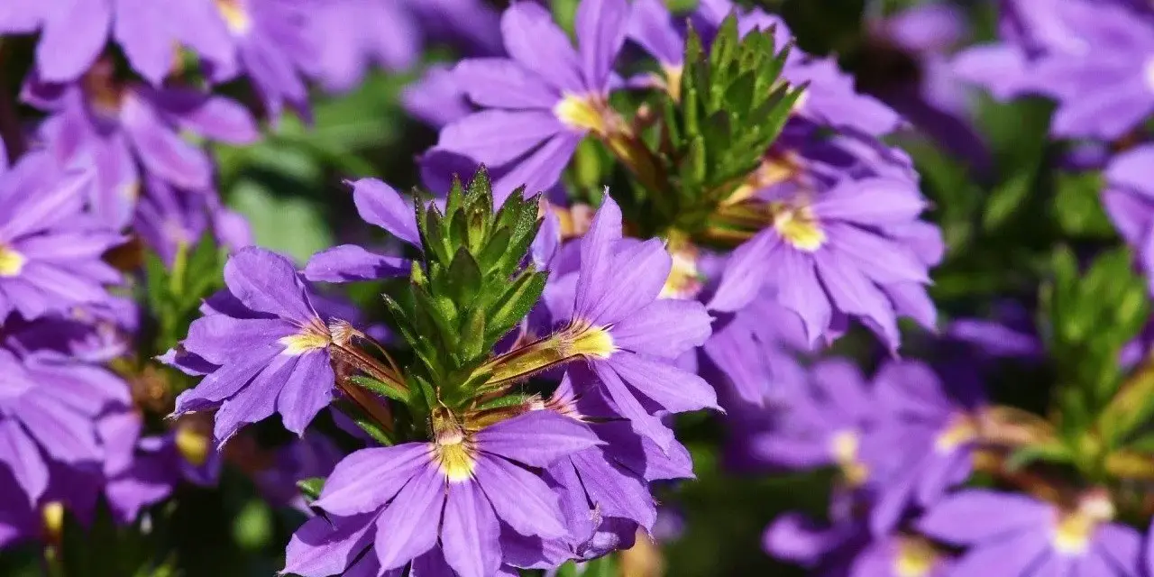 Fioletowe kwiaty scaevola uprawa w pełnym słońcu, tworzące barwny kobierzec.