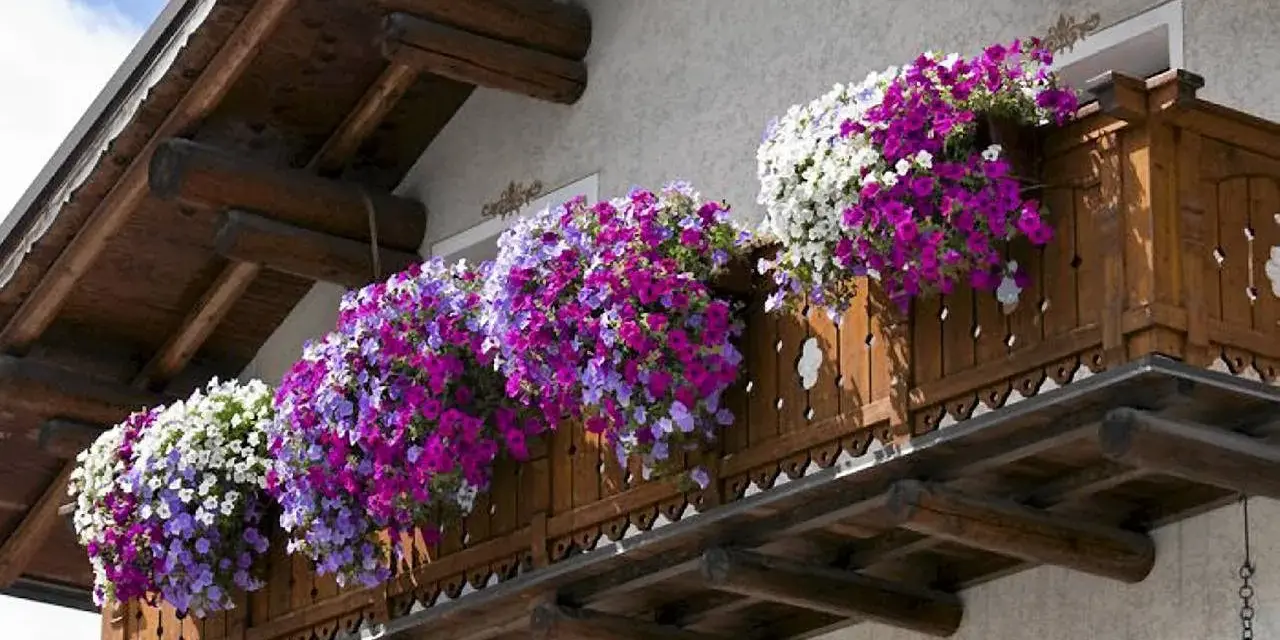 Balkon ozdobiony kaskadami popularnych kwiatów w odcieniach bieli, fioletu i różu.