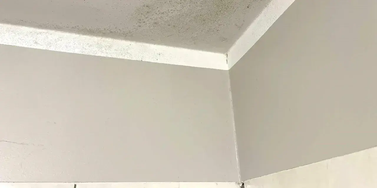 Narożnik pokoju z widocznym zielonkawym nalotem, który przypomina grzyb na ścianie.