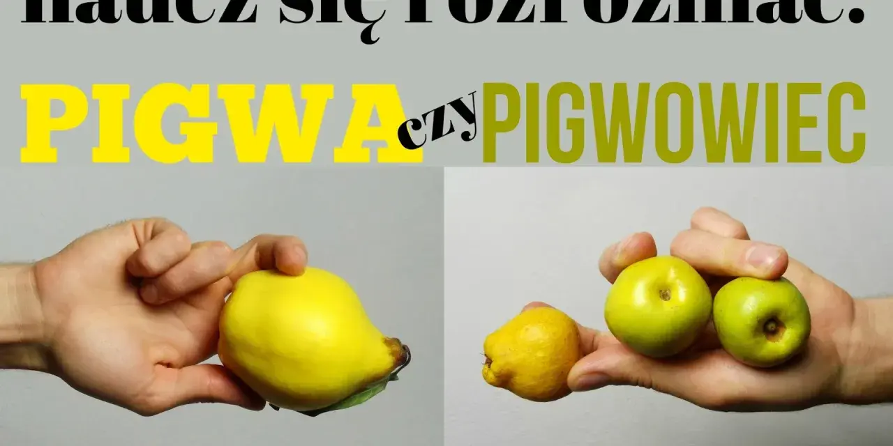 Różnica między pigwą a pigwowcem. Na zdjęciu widać dłoń trzymającą dużą, żółtą pigwę i drugą dłoń z kilkoma małymi, zielonymi owocami pigwowca.