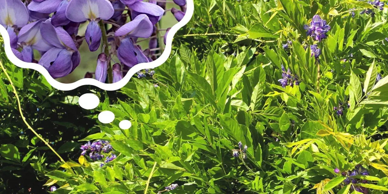 Piękna wisteria kiedy kwitnie, jej fioletowe kwiaty tworzą kaskady na tle zielonych liści.