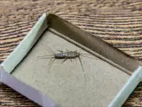 Rybik w pudełku po zapałkach. Dowiedz się, jak pozbyć się rybików, które lubią wilgoć i papier.