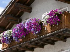 Balkon ozdobiony kaskadami popularnych kwiatów w odcieniach bieli, fioletu i różu.