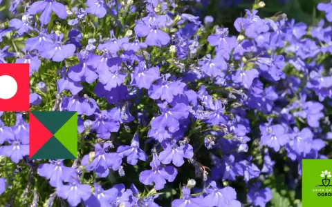 Niebieskie lobelie kwitną obficie, tworząc barwne kobierce. Idealne **lobelia stanowisko** to słoneczne miejsce, gdzie w pełni rozwijają swój urok.