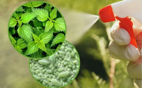 Gnojówka z pokrzywy na mszyce. Widać świeże liście pokrzywy i skupisko zielonych mszyc, na które pryskana jest naturalna ochrona.