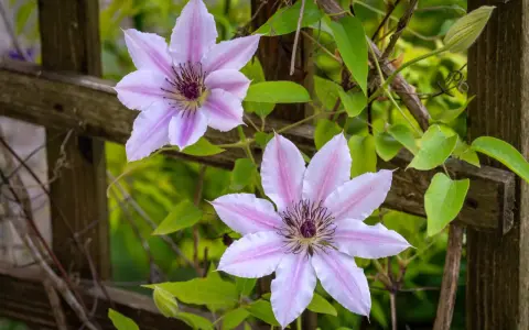 Dwa delikatne, różowo-białe kwiaty powojnika na tle drewnianego płotka. Widać pąk i zielone liście. Idealne warunki do clematis uprawa.