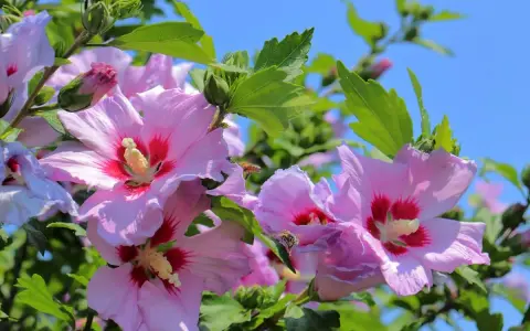 Różowe hibiskusy kwitną w pełnym słońcu. Pszczoły zbierają nektar z kwiatów, a zielone liście tworzą tło dla tego pięknego stanowiska.
