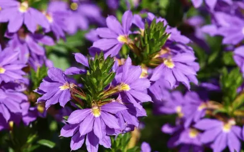 Fioletowe kwiaty scaevola uprawa w pełnym słońcu, tworzące barwny kobierzec.