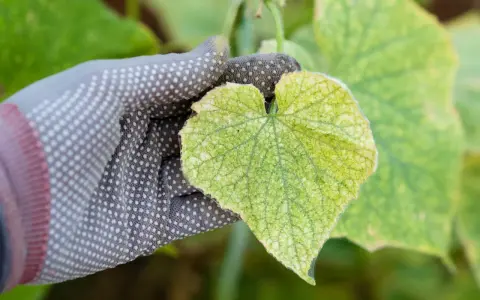 Dłoń w rękawiczce bada liść ogórka z widoczną chloroza liści, objawiającą się żółknięciem między nerwami.