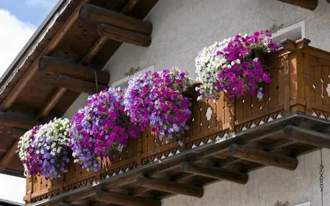 Balkon ozdobiony kaskadami popularnych kwiatów w odcieniach bieli, fioletu i różu.