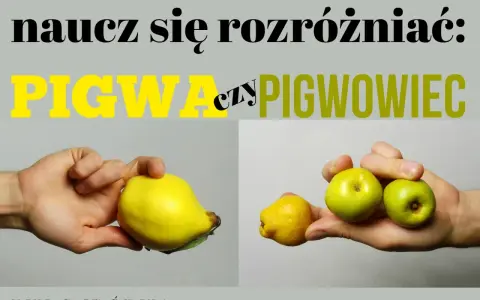 Różnica między pigwą a pigwowcem. Na zdjęciu widać dłoń trzymającą dużą, żółtą pigwę i drugą dłoń z kilkoma małymi, zielonymi owocami pigwowca.
