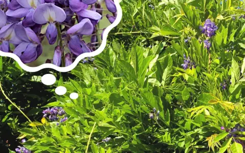 Piękna wisteria kiedy kwitnie, jej fioletowe kwiaty tworzą kaskady na tle zielonych liści.