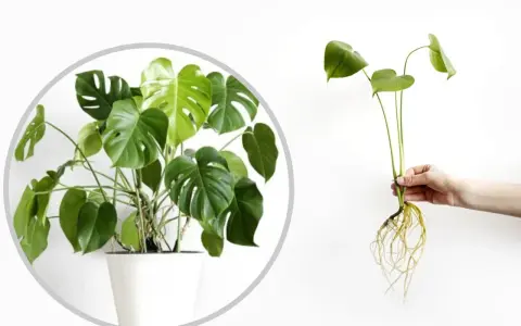 Monstera w doniczce i jej ukorzeniona sadzonka, gotowa do posadzenia. Dowiedz się, jak rozsadzić monsterę.