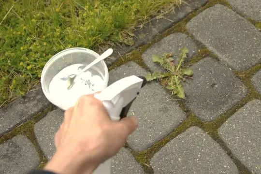 Ręka trzymająca opryskiwacz, przygotowuje się do zastosowania domowego środka na chwasty w kostce brukowej. Obok stoi pojemnik z białym proszkiem.