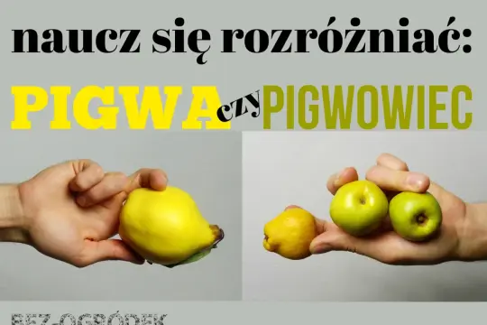 Różnica między pigwą a pigwowcem. Na zdjęciu widać dłoń trzymającą dużą, żółtą pigwę i drugą dłoń z kilkoma małymi, zielonymi owocami pigwowca.