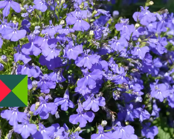 Niebieskie lobelie kwitną obficie, tworząc barwne kobierce. Idealne **lobelia stanowisko** to słoneczne miejsce, gdzie w pełni rozwijają swój urok.