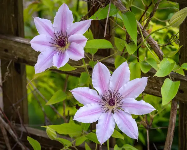 Dwa delikatne, różowo-białe kwiaty powojnika na tle drewnianego płotka. Widać pąk i zielone liście. Idealne warunki do clematis uprawa.