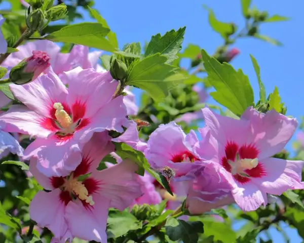 Różowe hibiskusy kwitną w pełnym słońcu. Pszczoły zbierają nektar z kwiatów, a zielone liście tworzą tło dla tego pięknego stanowiska.
