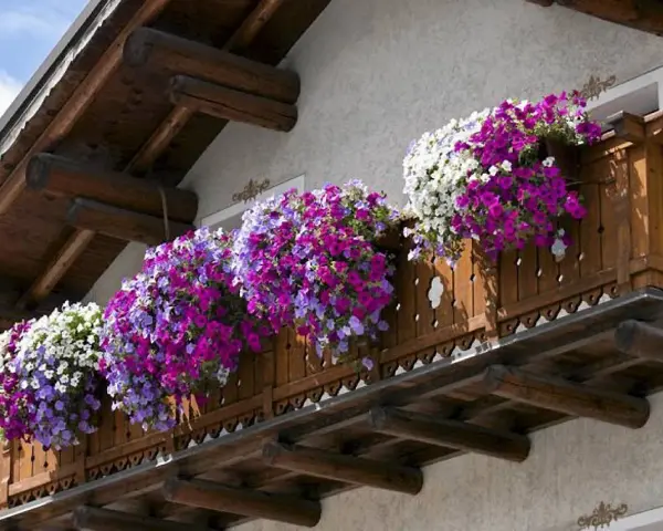 Balkon ozdobiony kaskadami popularnych kwiatów w odcieniach bieli, fioletu i różu.