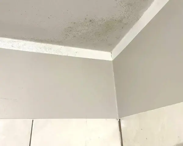 Narożnik pokoju z widocznym zielonkawym nalotem, który przypomina grzyb na ścianie.