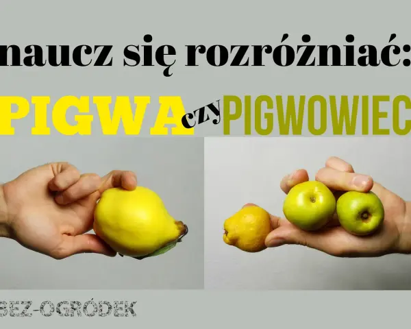 Różnica między pigwą a pigwowcem. Na zdjęciu widać dłoń trzymającą dużą, żółtą pigwę i drugą dłoń z kilkoma małymi, zielonymi owocami pigwowca.