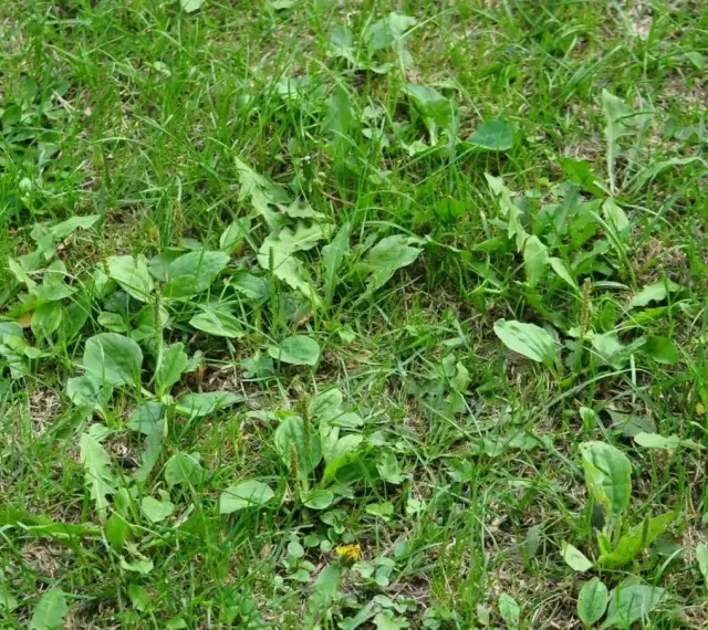 Gęsty trawnik z licznymi liśćmi babki lancetowatej, która jest popularnym chwastem w ogrodach.