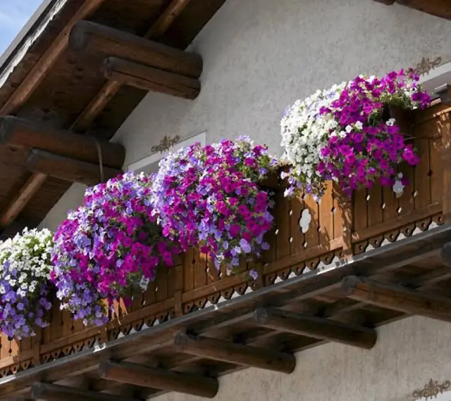 Balkon ozdobiony kaskadami popularnych kwiatów w odcieniach bieli, fioletu i różu.