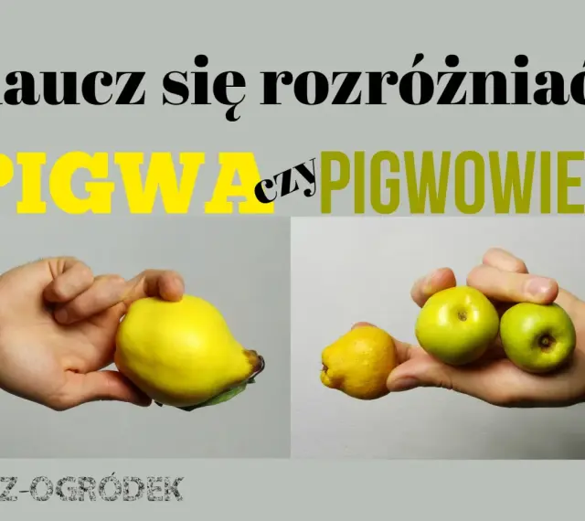 Różnica między pigwą a pigwowcem. Na zdjęciu widać dłoń trzymającą dużą, żółtą pigwę i drugą dłoń z kilkoma małymi, zielonymi owocami pigwowca.