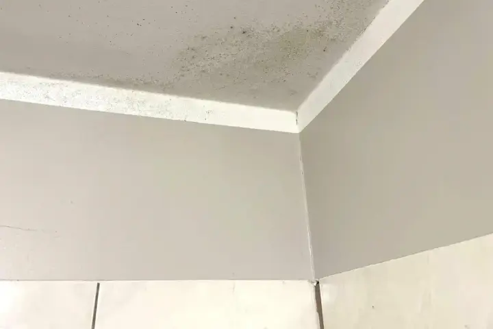 Narożnik pokoju z widocznym zielonkawym nalotem, który przypomina grzyb na ścianie.