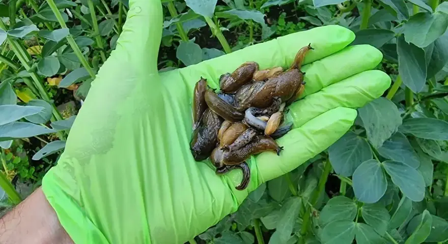 Ręka w zielonej rękawiczce trzyma garść ślimaków, które zjadły fosforan żelaza na ślimaki.