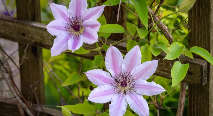 Dwa delikatne, różowo-białe kwiaty powojnika na tle drewnianego płotka. Widać pąk i zielone liście. Idealne warunki do clematis uprawa.
