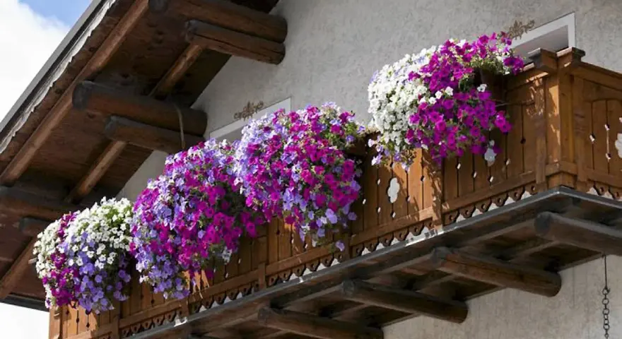 Balkon ozdobiony kaskadami popularnych kwiatów w odcieniach bieli, fioletu i różu.