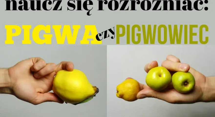 Różnica między pigwą a pigwowcem. Na zdjęciu widać dłoń trzymającą dużą, żółtą pigwę i drugą dłoń z kilkoma małymi, zielonymi owocami pigwowca.