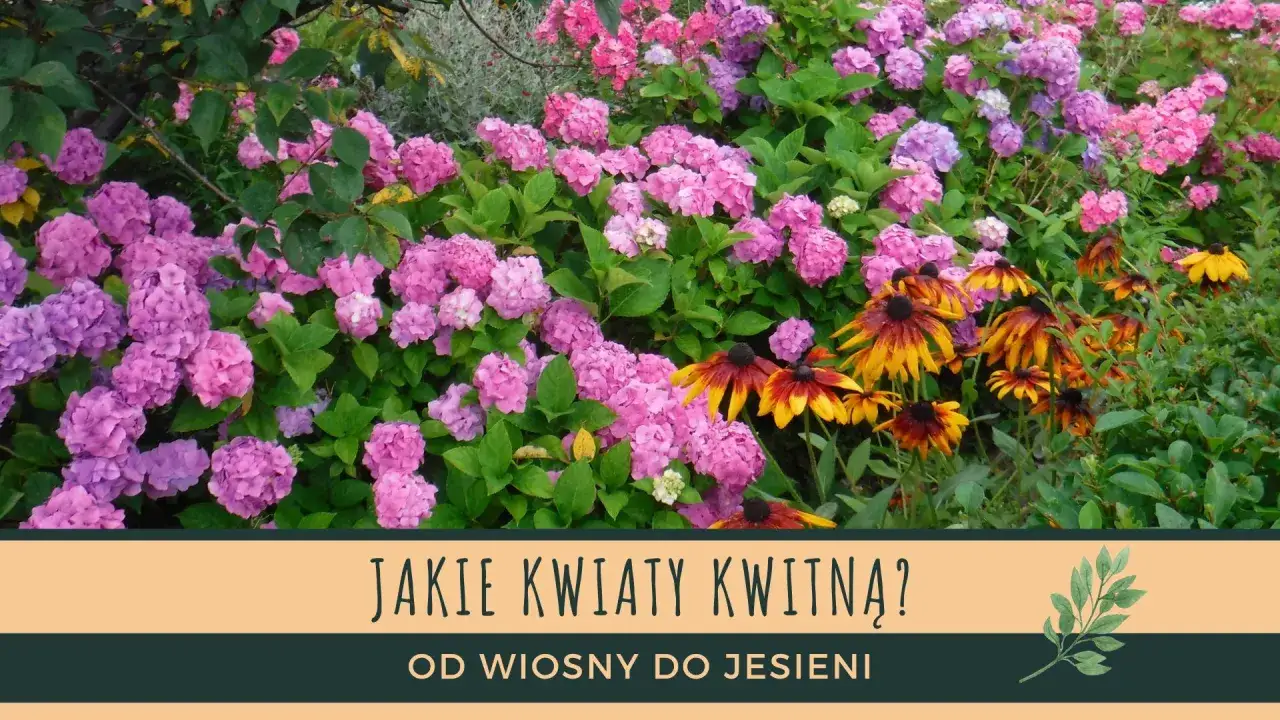 Piękne kwiaty na rabaty: różowe hortensje i żółto-brązowe rudbekie tworzą barwny ogród.